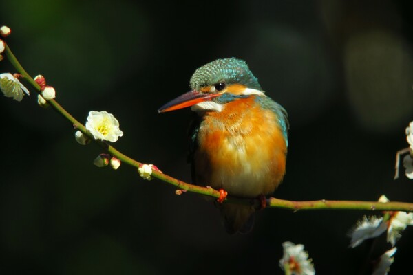 【美品✨】Canon PowerShot S120 コンデジ 作例有 キヤノン PowerShot S120 作例 - PhotoXP